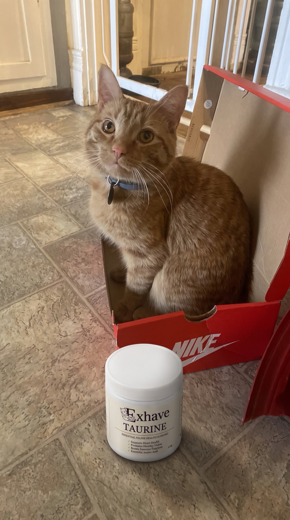 Dorothy’s cat beside a jar of Exhave Taurine
